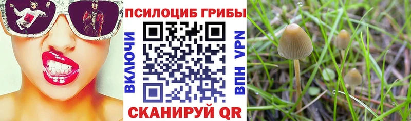 Купить закладки  Костерёво  Псилоцибиновые грибы мицелий 